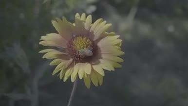 灰片夏日蜜蜂在向日葵上采蜜Slog3视频的预览图
